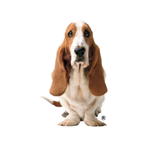 Hush Puppies